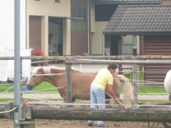 mei süsser NICKO - 