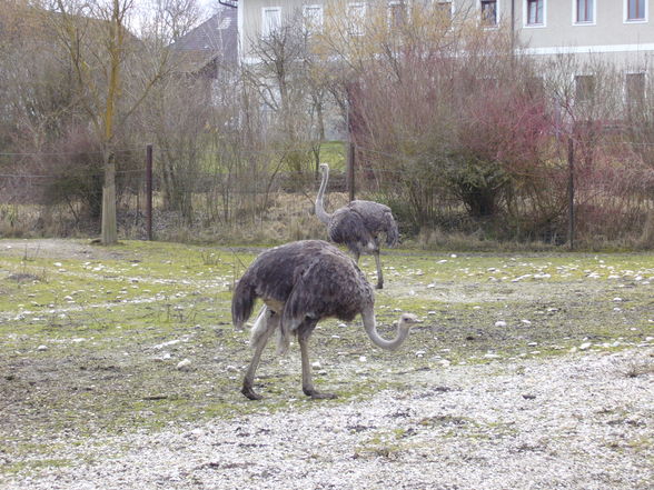 Ausflug Zoo Schmiding - 