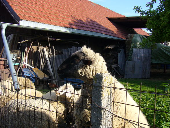 ...alle meine Schäfchen... - 