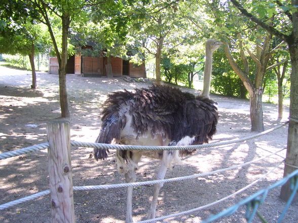 Tierpark Linz.2008. - 