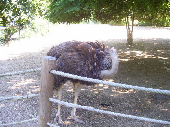 Tierpark Linz.2008. - 