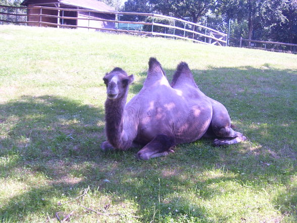 Tierpark Linz.2008. - 