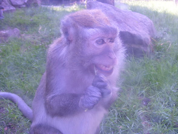 Tierpark Linz.2008. - 