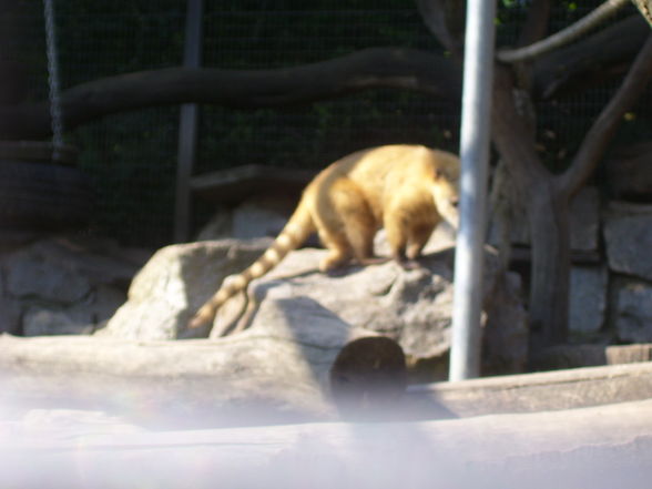 Tierpark Linz.2008. - 