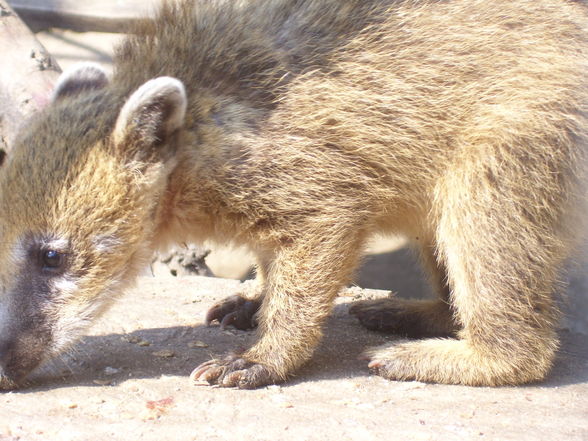 Tierpark Linz.2008. - 