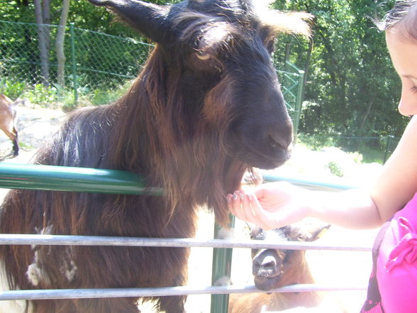 Tierpark Linz.2008. - 