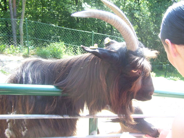 Tierpark Linz.2008. - 