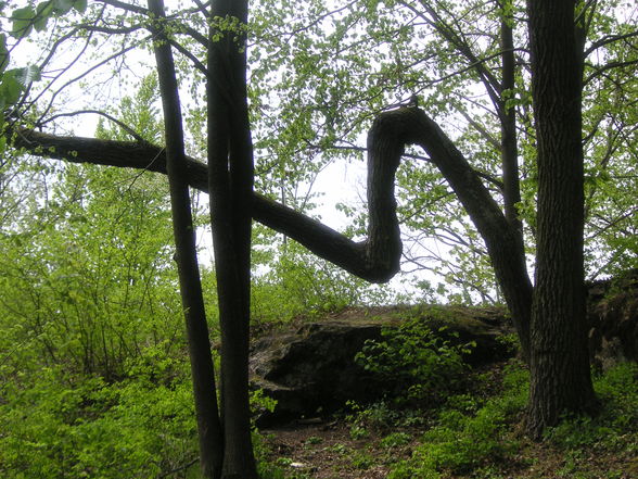 Burg Lichtenfels - 