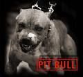 Pit Bull - 