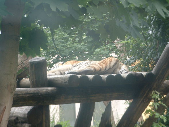 Tiergarten Schönbrunn - 