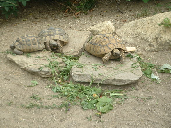 Tiergarten Schönbrunn - 