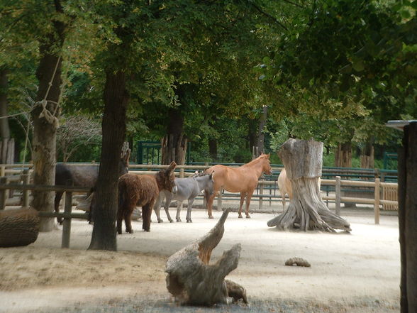 Tiergarten Schönbrunn - 