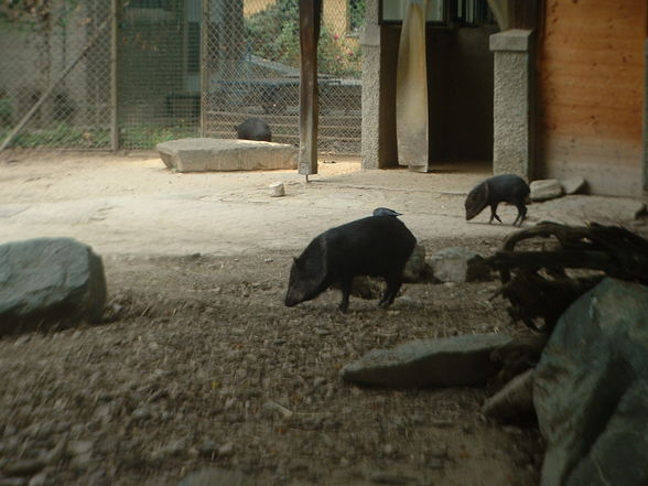 Tiergarten Schönbrunn - 