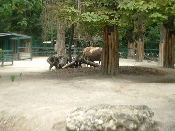 Tiergarten Schönbrunn - 