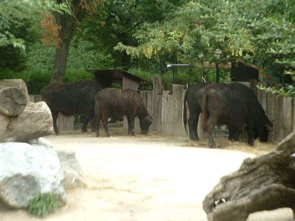 Tiergarten Schönbrunn - 