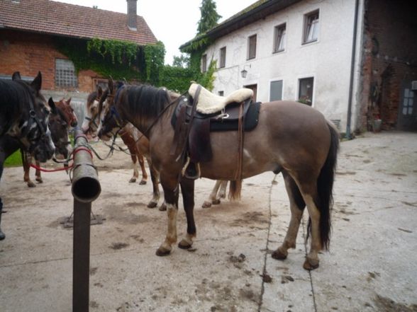 Westernreiten - 