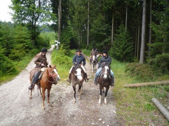 Westernreiten - 