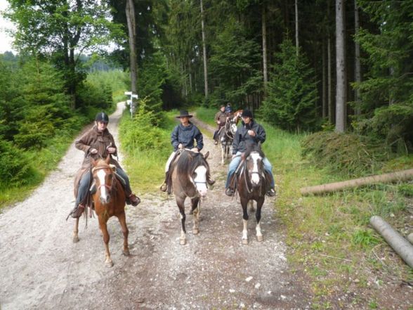 Westernreiten - 