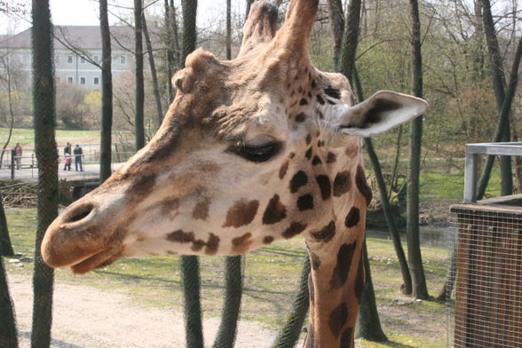 Zoo Schmiding - 