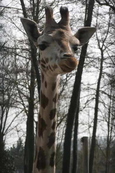 Zoo Schmiding - 