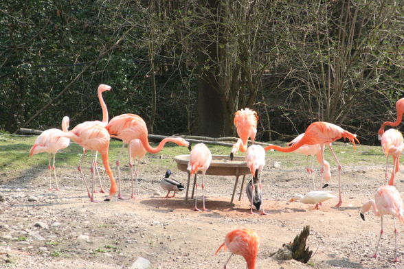 Zoo Schmiding - 