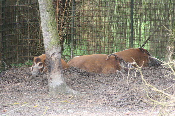 Zoo Schmiding - 