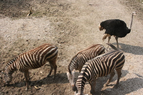 Zoo Schmiding - 