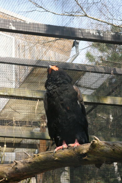 Zoo Schmiding - 