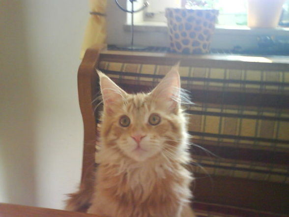 Meine Haustiere! - 