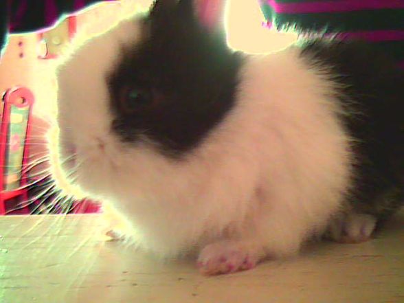 My BuNnYe´S - 