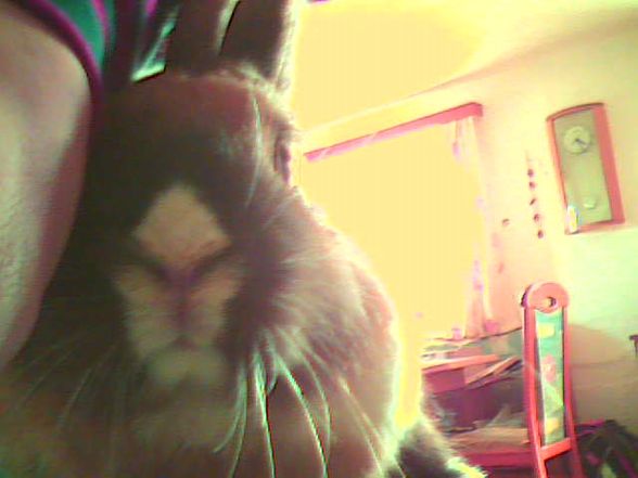 My BuNnYe´S - 