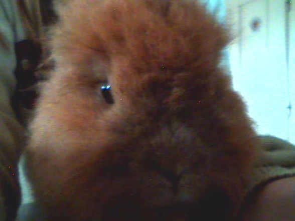 My BuNnYe´S - 