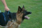 Die Hundesportler - 