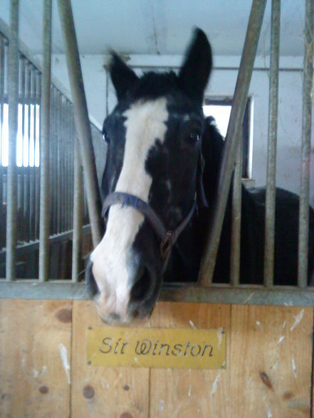 des coolste pferd:SIR WINSTON - 