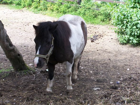 Meine Tierischen Freunde - 