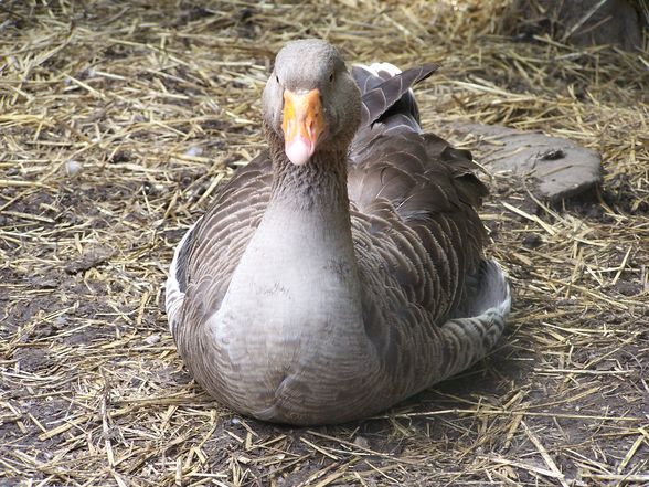 Meine Tierischen Freunde - 