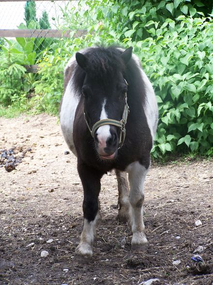 Meine Tierischen Freunde - 