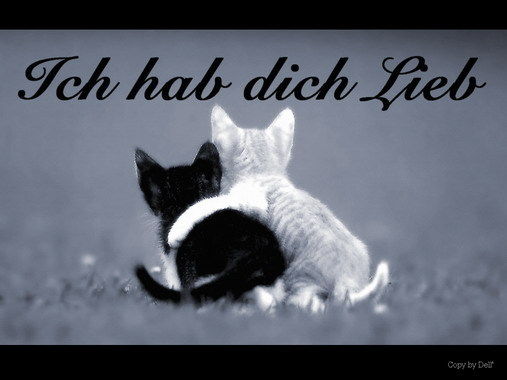 Guck mal - 