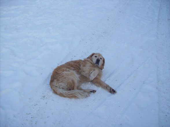 Fünfzylinder quattro - 