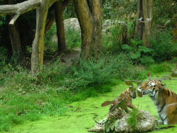 Schönbrunn - 