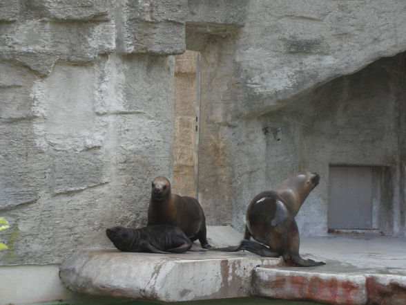 Schönbrunn - 