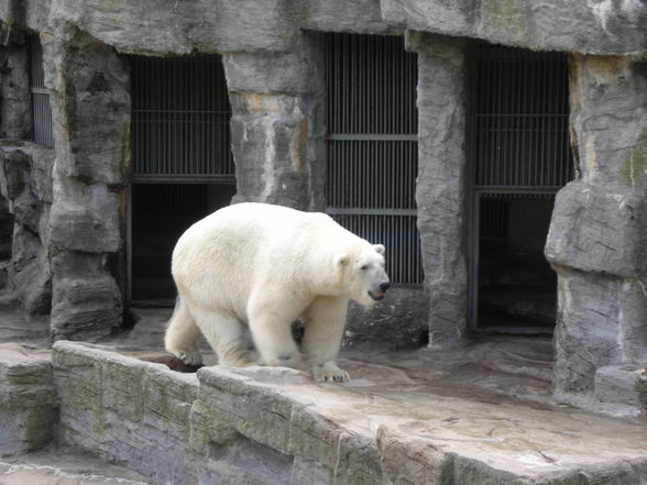 Schönbrunn - 