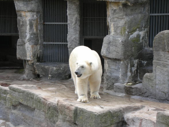 Schönbrunn - 