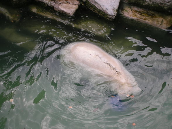 Schönbrunn - 