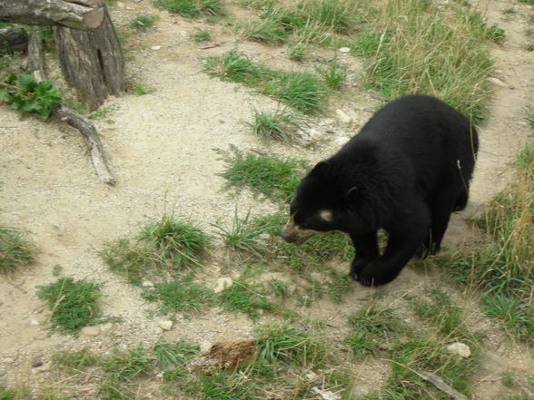 Schönbrunn - 