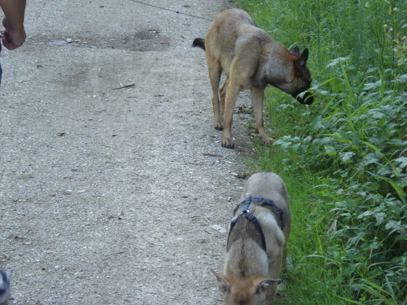 Unterwegs mit den Hunden - 