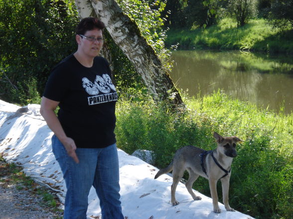 Unterwegs mit den Hunden - 