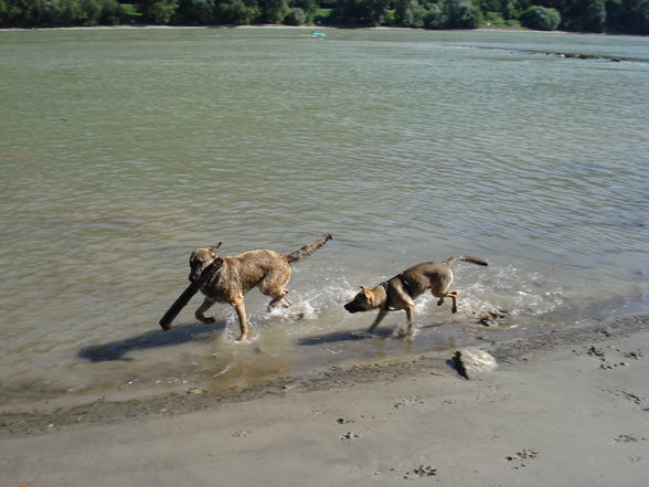 Unterwegs mit den Hunden - 