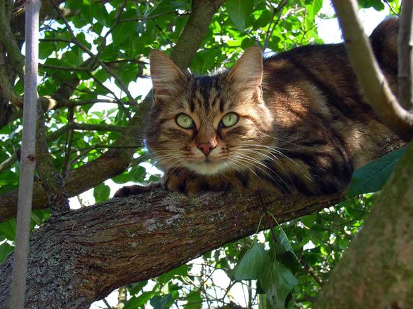 myCat Robbie - 