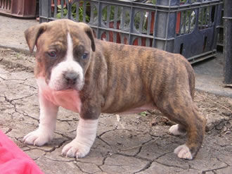 American Staffordshire Terrier !!! - 